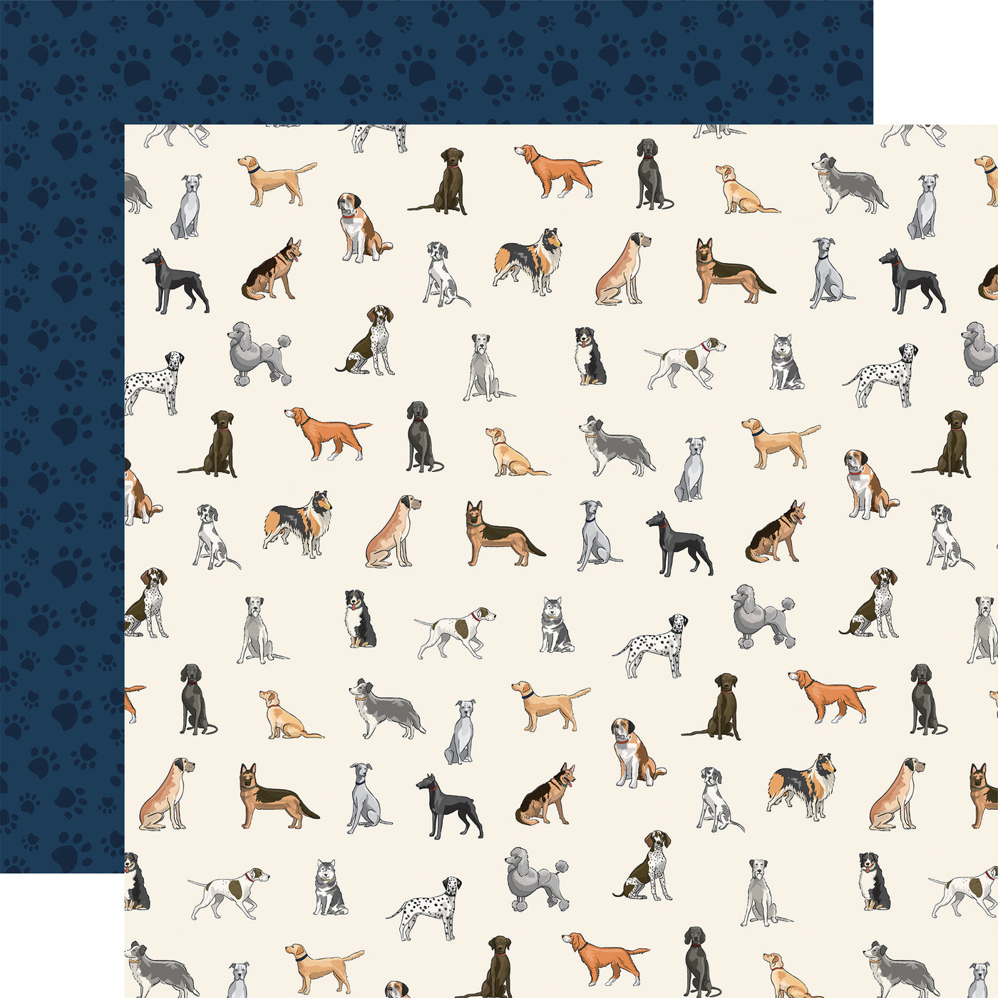 12x12 double-sided patterned paper (Side A - different breeds of dogs all over on an off-white background, Side B - dark navy blue paw prints on a navy blue background) - Carta Bella.